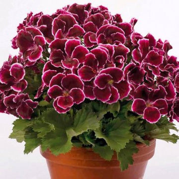 Burgundy Blooms Geranium Heirloom Non-GMO Seeds for Planting