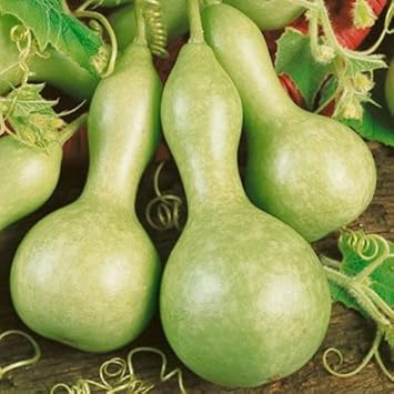 Green Calabash Long-Handle Bottlegourd Seeds for Planting - heirloom & Non-GMO Seeds