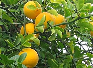 Yellow orange fruit seeds for planting