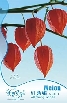 Red Alkekengi Plant Seeds for Planting - heirloom & Non-GMO Seeds