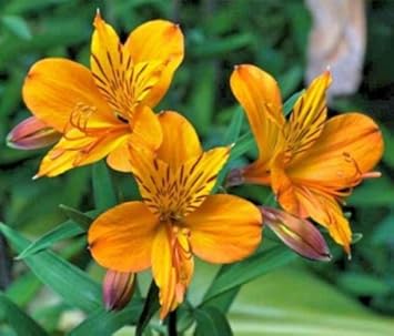 Heirloom Non-GMO Yellow Alstroemeria Flower Seeds for Planting – Bright Peruvian Lily Blooms