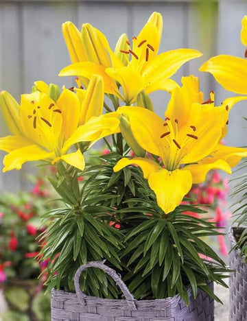 Heirloom Non-GMO Crinum Flower Seeds for Planting – Fragrant Tropical Garden Blooms