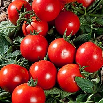 Tomato Vegetable Seeds for Planting – Red Variety 100 Pcs pcs