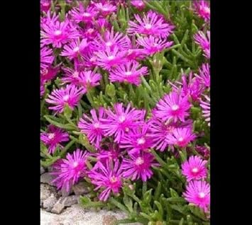 Purple Ice Plant Seeds for Planting - 100 pcs