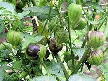 Green Tomatillo Seeds for Planting - 100 Pcs pcs
