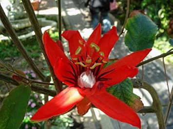 Red Passiflora Seeds for Planting – Organic, Heirloom, Non-GMO Flower Seeds