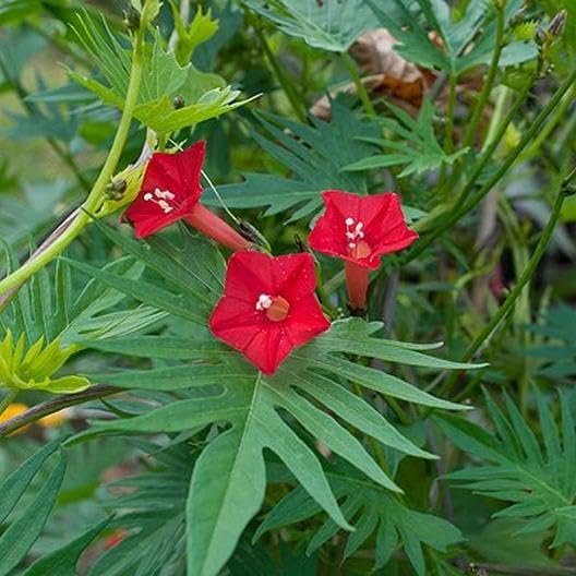 Red Cardinal Climber Seeds for Planting, NON GMO Seeds seeds for planting in home garden