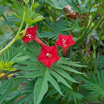 Red Cardinal Climber Seeds for Planting, NON GMO Seeds