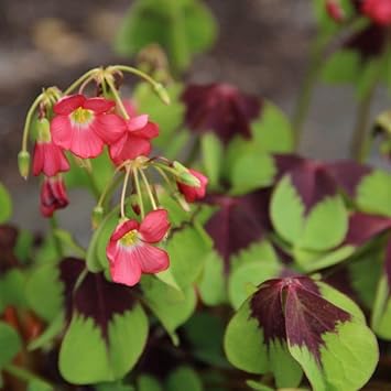 Oxalis Flower Planting Seeds for Garden NON GMO Seeds