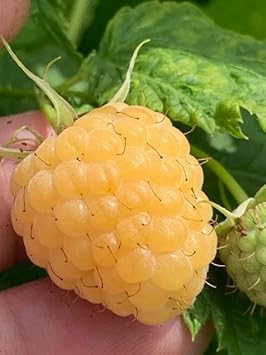 BlackBerry Seeds - Grow Fresh Blackberries in Your Own Backyard 100 Pcs pcs
