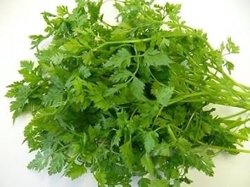 Green Chervil Curled Vegetable Seeds for Planting heirloom & Non-GMO Seeds