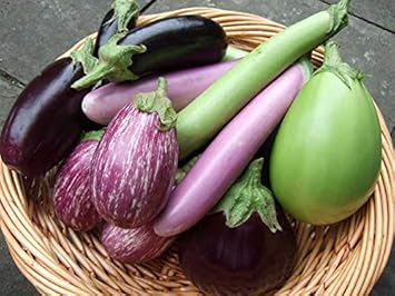 Eggplant Seeds for Planting Mixed Colour - 100 Pcs pcs
