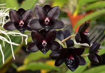 Black Monkey Face Orchid Seeds for Planting - Ideal for Home Garden, Heirloom & Non-GMO Seeds