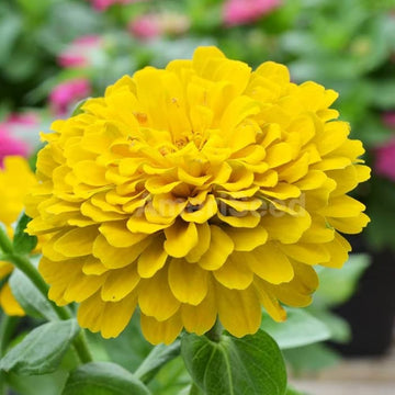Heirloom Canary Zinnia Flower Seeds for Planting – Vibrant, Easy-to-Grow Garden Flowers
