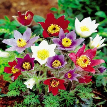 Mix Pulsatilla Pasque Flower Seeds – Heirloom Non-GMO Garden Blooms for Landscaping