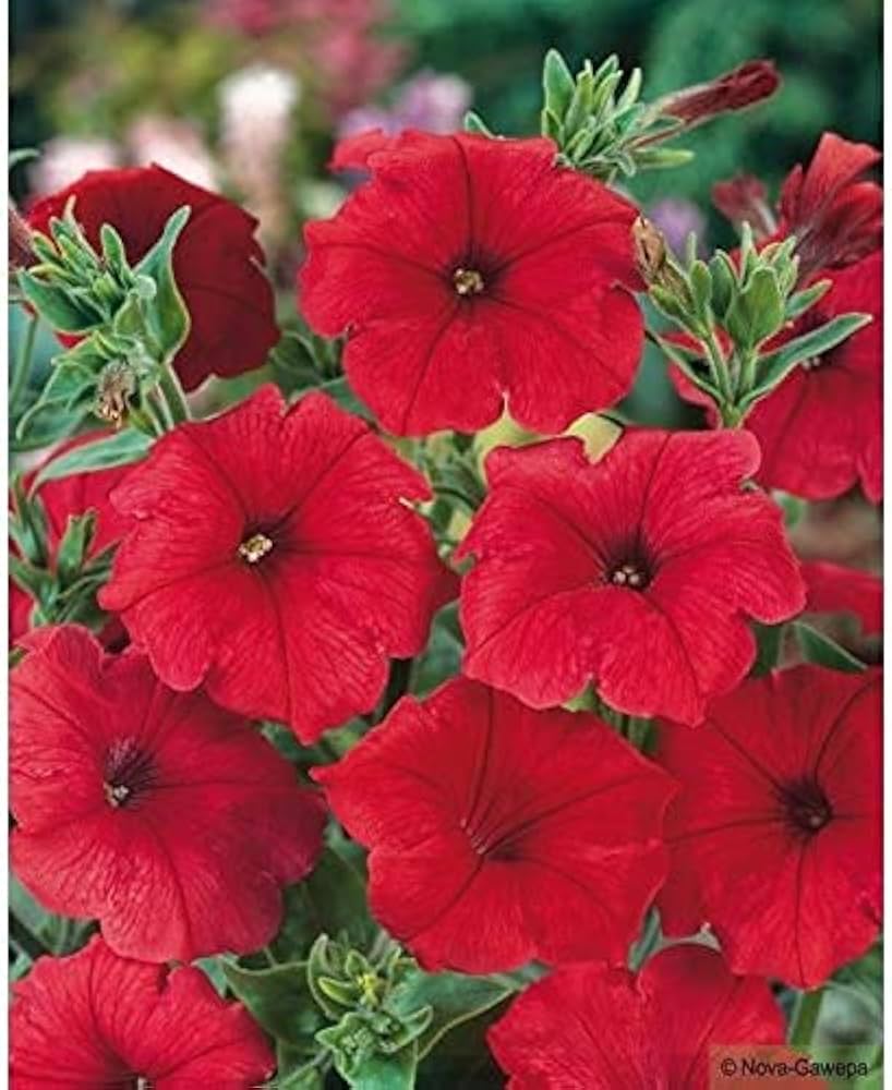 Petunia Double Madness Burgundy Flower Seeds for Planting - Heirloom, NON-GMO, Easy to Grow for planting in home garden