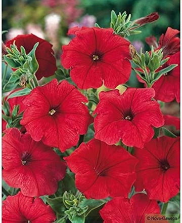 Petunia Double Madness Burgundy Flower Seeds for Planting - Heirloom, NON-GMO, Easy to Grow