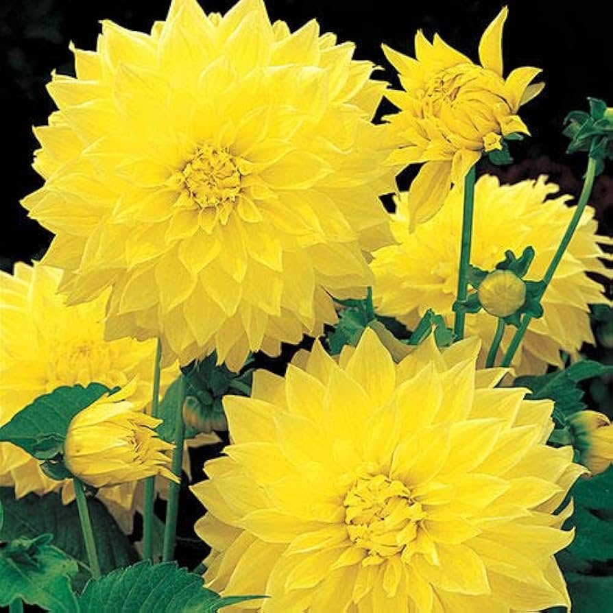 Dahlia Pachyderms Flower Seeds for Planting - Heirloom and Non-GMO garden seeds for planting in home garden