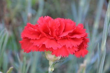 Heirloom Non-GMO Carnation Dianthus Flower Seeds for Planting – Fragrant Colorful Garden Blooms
