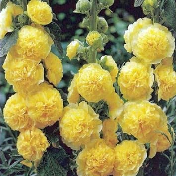 Organic Yellow Hollyhock Flower Seeds for Planting – Heirloom, Non-GMO