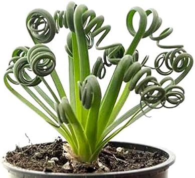 Spiralis Plant Seeds Heirloom Non GMO Planting - 100 pcs for planting in home garden