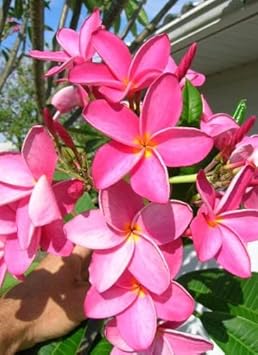Organic Dark Pink Frangipani Flower Seeds for Planting ƒ?? Heirloom, Non-GMO