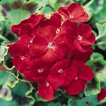 Deep Red Geranium Heirloom Non-GMO Seeds for Planting for planting in your garden.