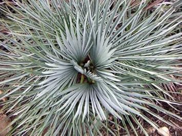 Green Humilis Silver Plant Seeds for Planting - NON GMO Seeds