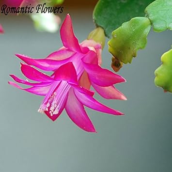 Violet Schlumbergera Flower Seeds - 100 pcs