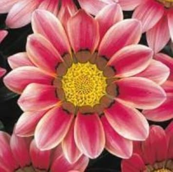 Mixed Gazania Flower Planting Seeds for Garden NON GMO Seeds