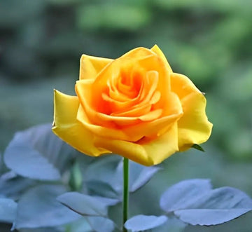 Heirloom Non-GMO Semillas de Rosas Flower Seeds for Planting – Fragrant Rose Garden Blooms