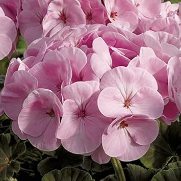 Light Pink Geraniums Heirloom Non-GMO Seeds for Planting