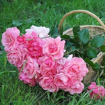 Climbing Rose Baby Pink Plant Seeds for Planting Non-GMO Heirloom Garden Seeds for Growing