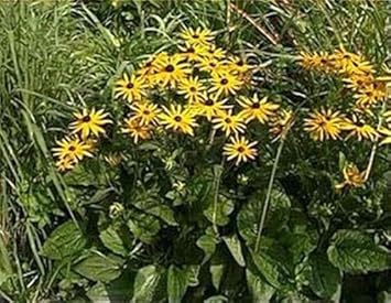 Yellow Fulgida Perennial Seeds for Planting – Fresh, Organic, Heirloom, Non-GMO Flower Seeds