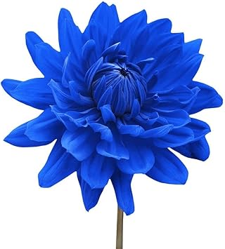 Blue Chrysanthemum Flower Seeds for Garden - 100 pcs