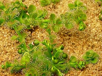 Green Drosera Seeds for Planting - 100 Pcs pcs