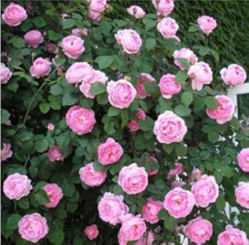 Pink Polyantha Flower Seeds for Planting - 100 pcs
