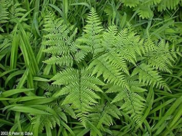 Fern Bracken Plant Seeds for Planting heirloom & Non-GMO Seeds for planting in home garden