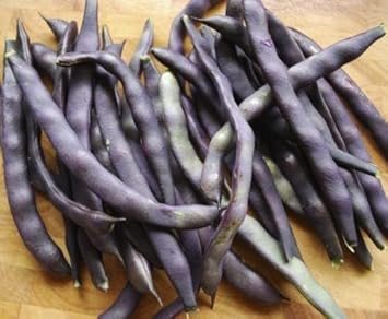 Purple Bean Phaseolus vulgaris seeds for garden planting