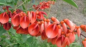 Erythrina Crista Galli Flower Seeds in Orange - 100 pcs