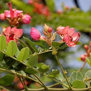 Cassia Marginata Flower Seeds for Planting - 100 pcs