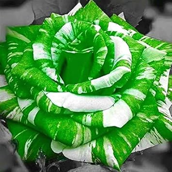 Green White Rose Flower Seeds â€“ Heirloom Non-GMO Seeds for Garden Planting