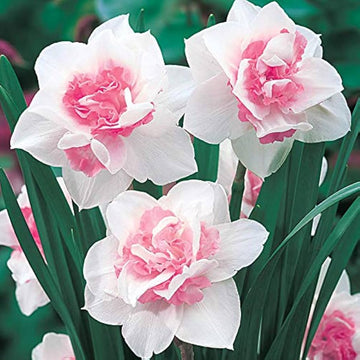 Baby Pink White Daffodil Flower Seeds for Planting – Non-GMO, Heirloom Quality