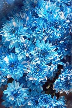 Chrysanthemum Flower Seeds Sky Blue for Planting - NON GMO Seeds