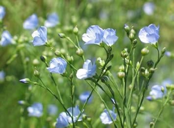 Blue Linum Flower Seeds for Planting - 100 Pcs pcs
