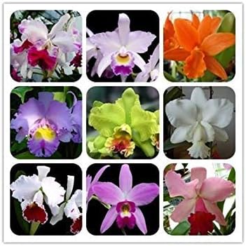 Mixed Cattleya Flower Seeds for Planting, NON GMO Seeds seeds for planting in home garden