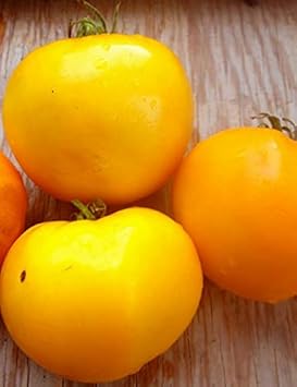 Deep Yellow Tomato Seeds for Planting - 100 Pcs pcs