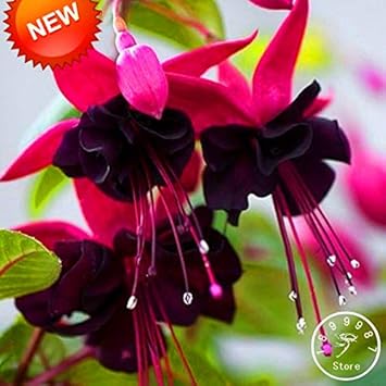Double Petals Fuchsia Flower Seeds for Planting - NON GMO Seeds