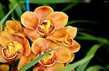 Orange Butterfly Orchid Flower Seeds for Planting - 100 pcs for planting in your garden.