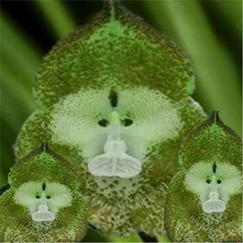Green Monkey Face Orchids Seeds for Planting - Green Color Variety for Home Garden, Non-GMO Seeds
